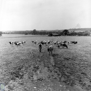 Manor Farm Herd, Farnham